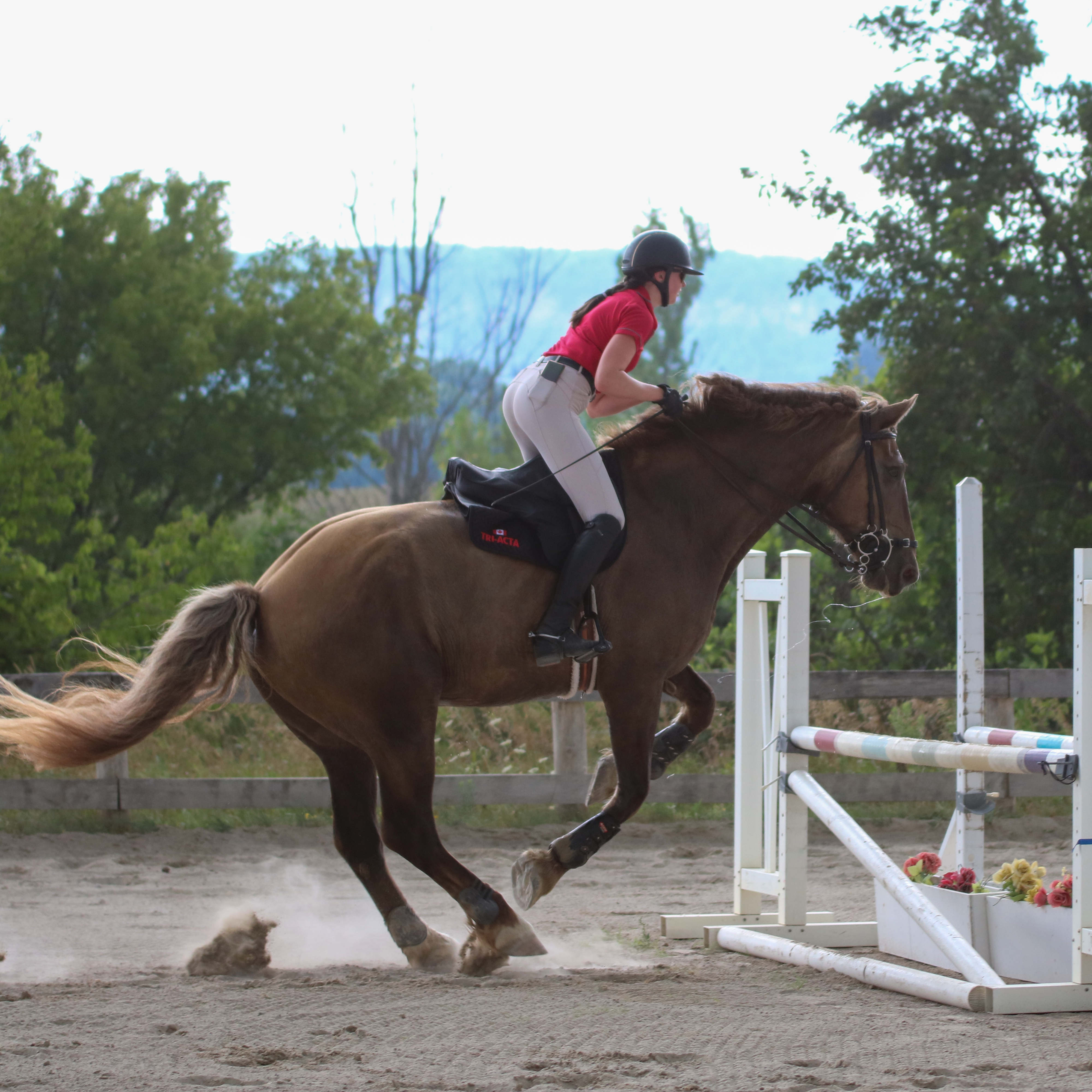 horse supplements for joint health and performance